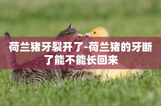 荷蘭豬牙裂開了-荷蘭豬的牙斷了能不能長回來