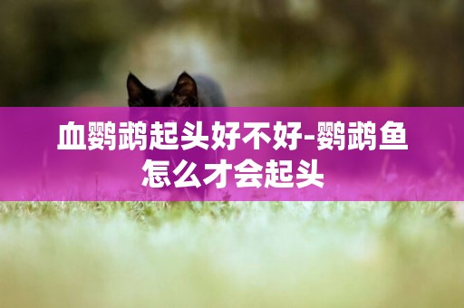 血鸚鵡起頭好不好-鸚鵡魚怎么才會起頭