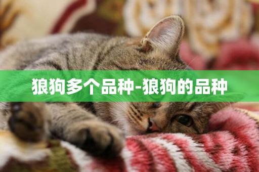 狼狗多個品種-狼狗的品種