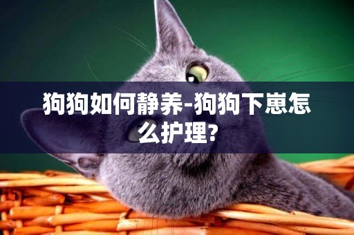 狗狗如何靜養-狗狗下崽怎么護理?