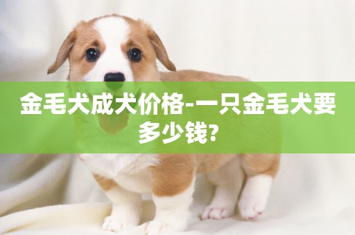 金毛犬成犬價格-一只金毛犬要多少錢?
