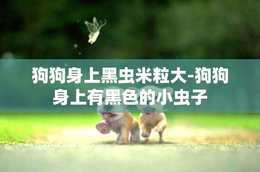 狗狗身上黑蟲米粒大-狗狗身上有黑色的小蟲子