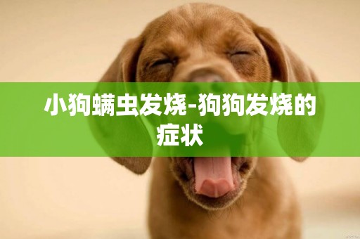 小狗螨蟲發燒-狗狗發燒的癥狀