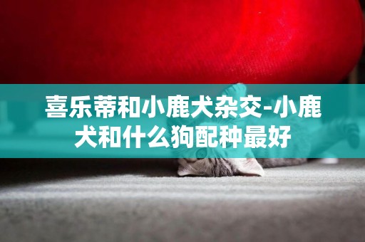 喜樂蒂和小鹿犬雜交-小鹿犬和什么狗配種最好