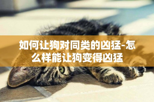 如何讓狗對同類的兇猛-怎么樣能讓狗變得兇猛
