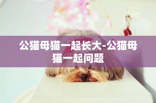 公貓母貓一起長大-公貓母貓一起問題