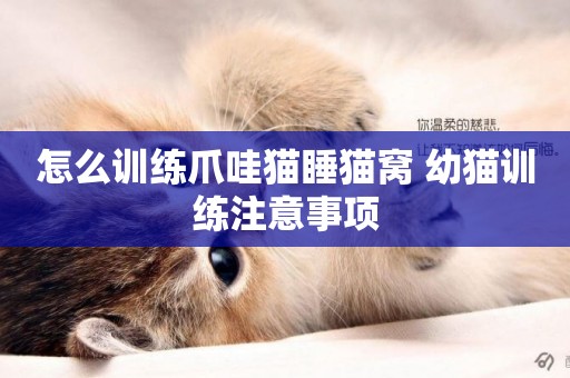 怎么訓練爪哇貓睡貓窩 幼貓訓練注意事項