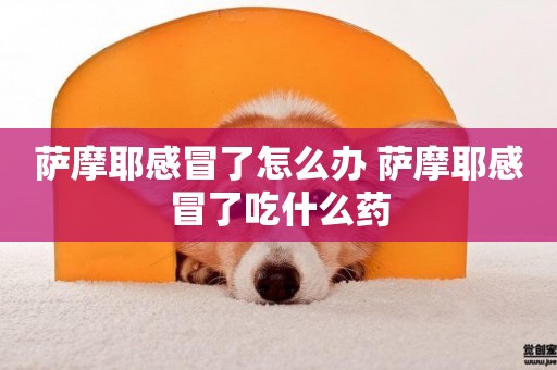 薩摩耶感冒了怎么辦 薩摩耶感冒了吃什么藥