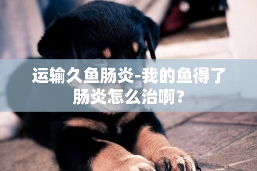 運輸久魚腸炎-我的魚得了腸炎怎么治啊？