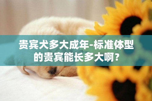 貴賓犬多大成年-標準體型的貴賓能長多大啊？
