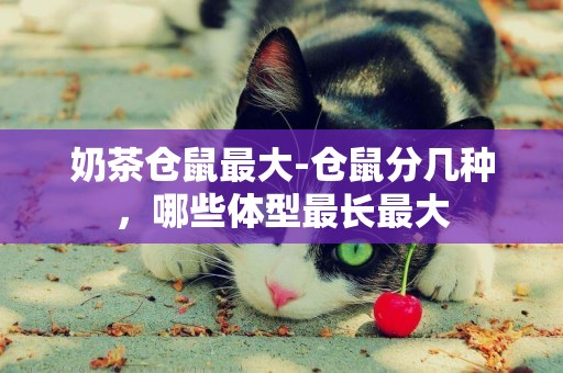 奶茶倉鼠最大-倉鼠分幾種，哪些體型最長最大