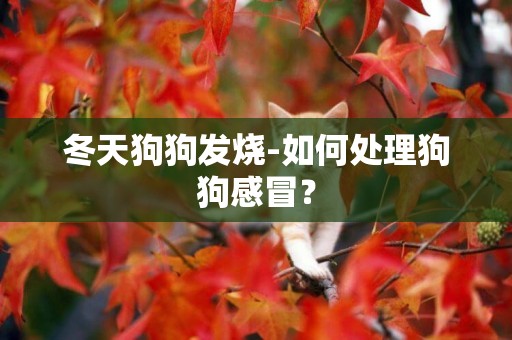 冬天狗狗發燒-如何處理狗狗感冒？