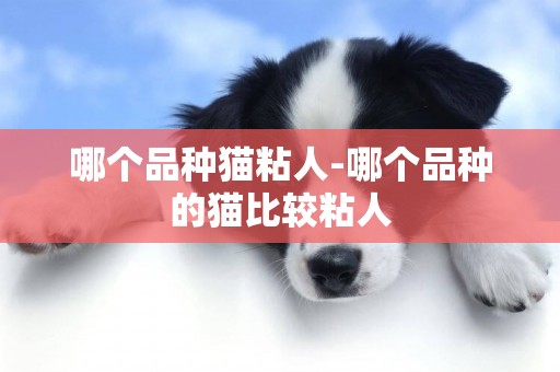 哪個品種貓粘人-哪個品種的貓比較粘人