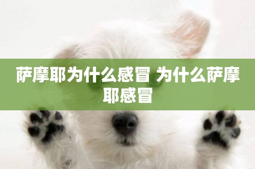薩摩耶為什么感冒 為什么薩摩耶感冒