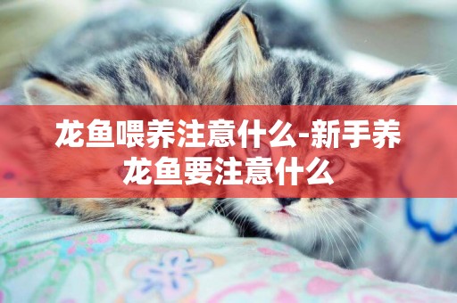 龍魚喂養注意什么-新手養龍魚要注意什么
