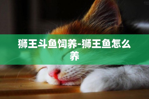 獅王斗魚飼養-獅王魚怎么養