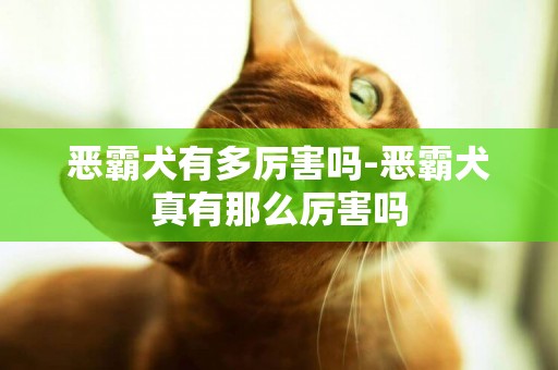 惡霸犬有多厲害嗎-惡霸犬真有那么厲害嗎
