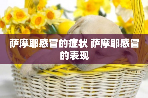 薩摩耶感冒的癥狀 薩摩耶感冒的表現
