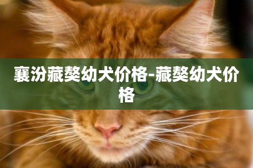 襄汾藏獒幼犬價格-藏獒幼犬價格