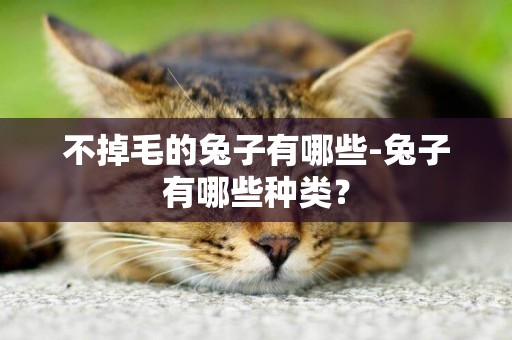 不掉毛的兔子有哪些-兔子有哪些種類？