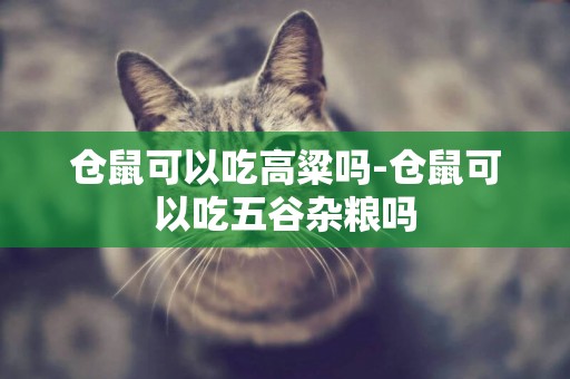 倉鼠可以吃高粱嗎-倉鼠可以吃五谷雜糧嗎