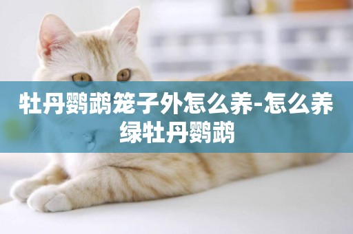 牡丹鸚鵡籠子外怎么養-怎么養綠牡丹鸚鵡