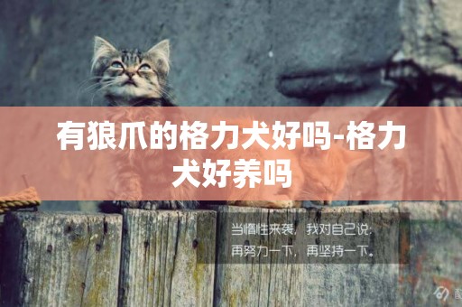 有狼爪的格力犬好嗎-格力犬好養嗎