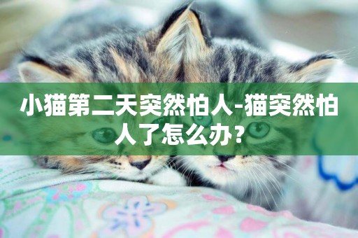 小貓第二天突然怕人-貓突然怕人了怎么辦？