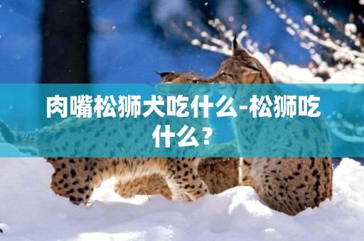 肉嘴松獅犬吃什么-松獅吃什么？