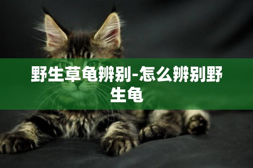 野生草龜辨別-怎么辨別野生龜