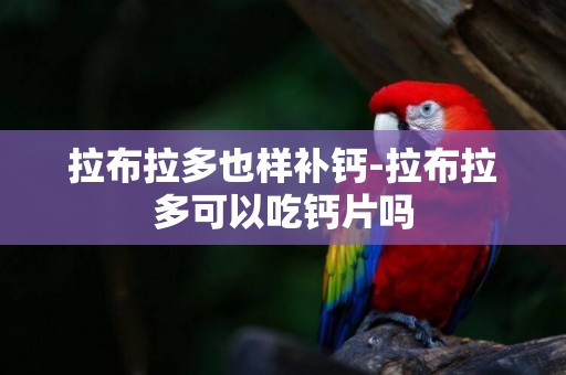 拉布拉多也樣補鈣-拉布拉多可以吃鈣片嗎