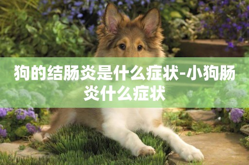 狗的結腸炎是什么癥狀-小狗腸炎什么癥狀
