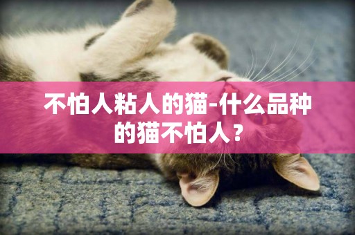 不怕人粘人的貓-什么品種的貓不怕人？