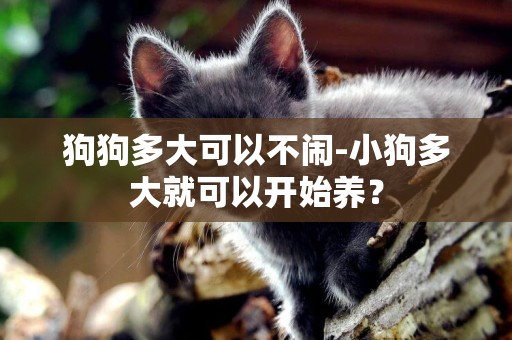 狗狗多大可以不鬧-小狗多大就可以開始養？