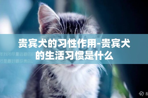 貴賓犬的習性作用-貴賓犬的生活習慣是什么