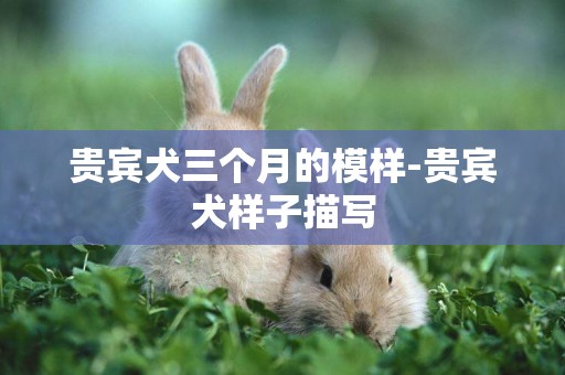 貴賓犬三個月的模樣-貴賓犬樣子描寫