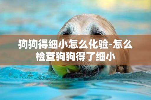 狗狗得細小怎么化驗-怎么檢查狗狗得了細小
