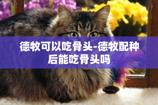 德牧可以吃骨頭-德牧配種后能吃骨頭嗎