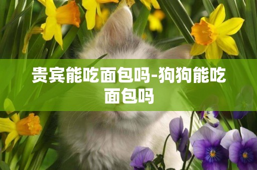 貴賓能吃面包嗎-狗狗能吃面包嗎