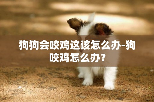 狗狗會咬雞這該怎么辦-狗咬雞怎么辦？