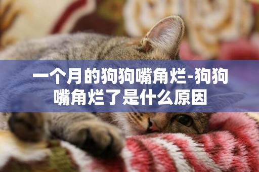 一個月的狗狗嘴角爛-狗狗嘴角爛了是什么原因