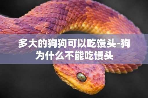 多大的狗狗可以吃饅頭-狗為什么不能吃饅頭