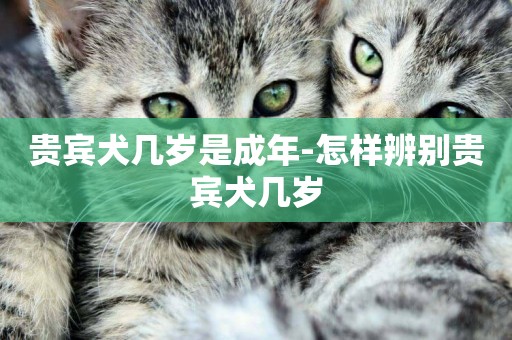 貴賓犬幾歲是成年-怎樣辨別貴賓犬幾歲