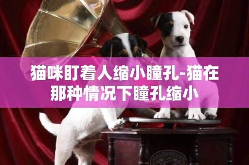 貓咪盯著人縮小瞳孔-貓在那種情況下瞳孔縮小