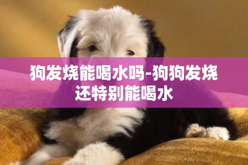 狗發燒能喝水嗎-狗狗發燒還特別能喝水