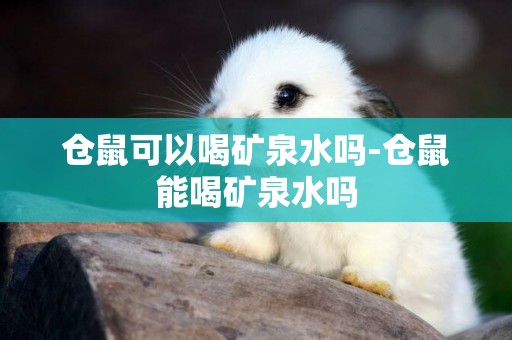 倉鼠可以喝礦泉水嗎-倉鼠能喝礦泉水嗎