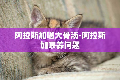 阿拉斯加喝大骨湯-阿拉斯加喂養問題