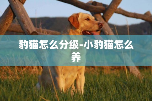 豹貓怎么分級-小豹貓怎么養