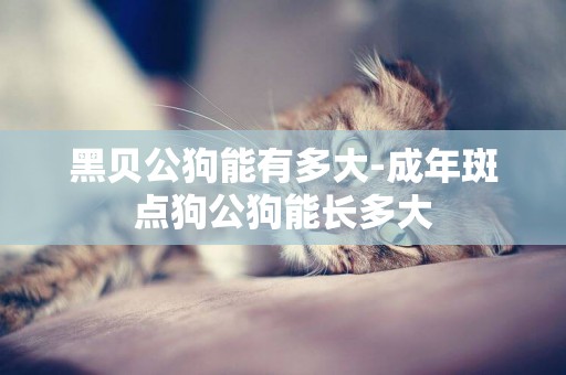 黑貝公狗能有多大-成年斑點狗公狗能長多大
