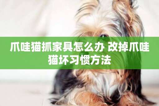 爪哇貓抓家具怎么辦 改掉爪哇貓壞習慣方法